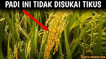JENIS PADI UNGGUL YANG TIDAK DISUKAI TIKUS