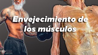 Cómo salvar tus músculos del ENVEJECIMIENTO