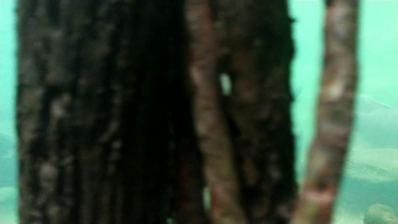 Why swim when you can just walk the bottom