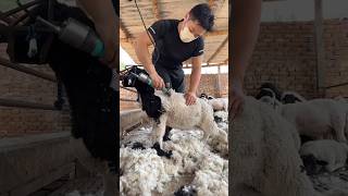 🐑 #sheep #sheepfarming #animals #rogator #automobile #asmr #mashallah #agriculture #farmlife #speed
