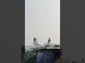 Bangladeshi Racing gribaz pigeon