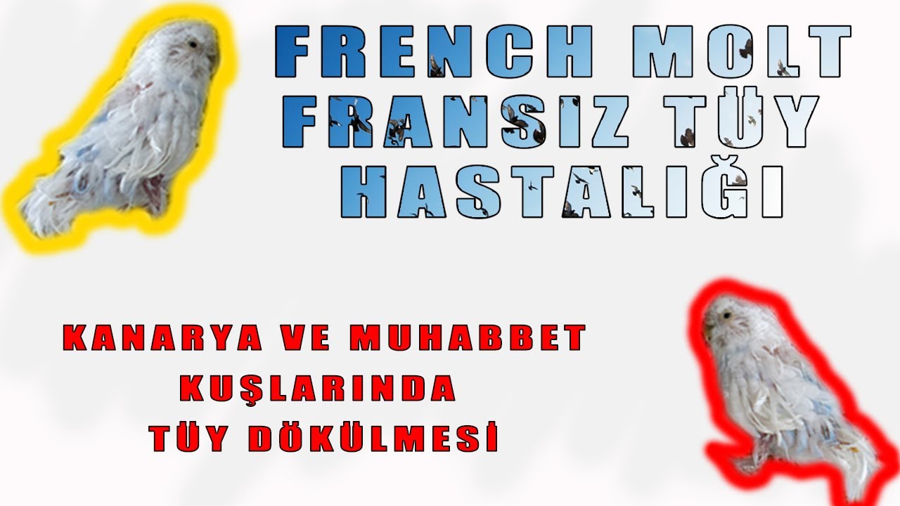 Muhabbet Kuşları Yavrularının Tüylerini Yoluyor | Fransız Tüy Hastalığı (French Molt)