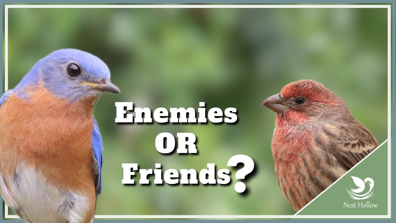 Are House Finches a Threat to Bluebirds? Curious Connection Explored
