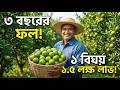 বারি মাল্টা-১ চাষে বছরে ১.৫ লক্ষ টাকা লাভ | পয়সা মাল্টা বাগান করার সম্পূর্ণ গাইড ।