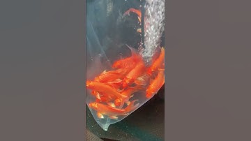 Cá chép phi tần - bướm cáp cao cấp #cachepphitan #cachepsutu #buomcapcaocap #koi