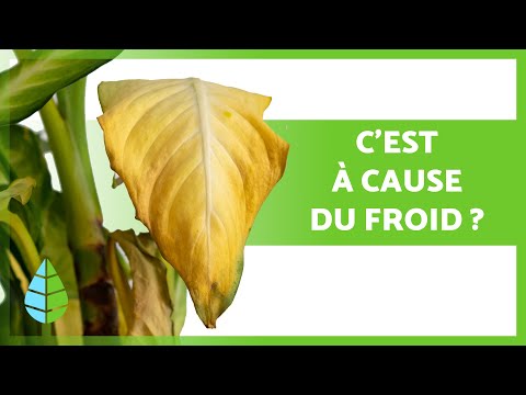 Vidéo: Les feuilles de jasmin sont jaunes - Raisons pour les feuilles jaunes sur les plantes de jasmin