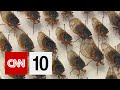 Brood 10 Cicadas: Facts and Insights