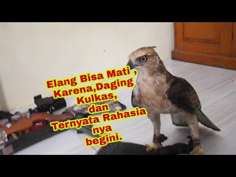 Video: Haruskah saya menggunakan Kestrel?