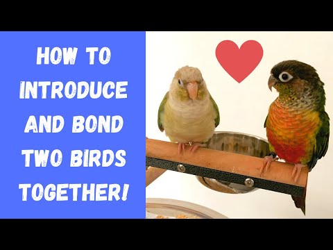 How to Introduce