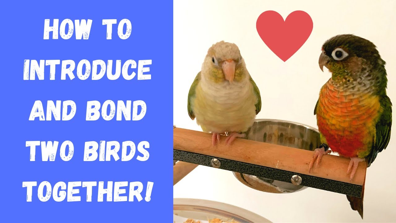 How To Introduce And Bond Two Birds Together! | Parrot Bonding Tips | Wargamingparrot