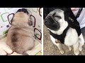 Funniest and Cutest Pug Dog Videos Compilation 2020 - Cutest Puppy #12