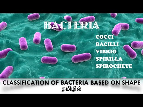 Classification of bacteria based on the shape/cocci / Bacilli/ Vibrio/ Spirilla / Spirochaete/ Tamil