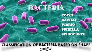 Classification of bacteria based on the shape/cocci / Bacilli/ Vibrio/ Spirilla / Spirochaete/ Tamil