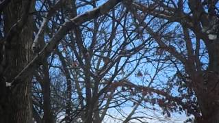 Red tailed hawk dive bombing silly squirrels,he missed