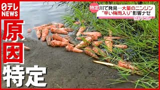 なぜ？ “１９ｋｍ”にわたり川に大量のニンジン…原因が特定　熊本（2021年6月29日放送「news every.」より）