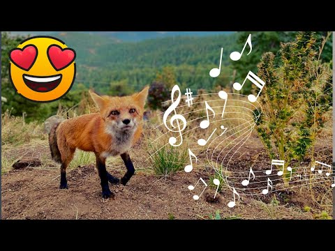 Fox bewitched by music, every day he comes out of the woods to listen to his friend