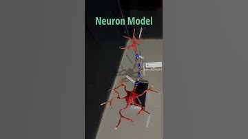 Neuron model Biology project #diy #science #shorts  NakulSahuArt