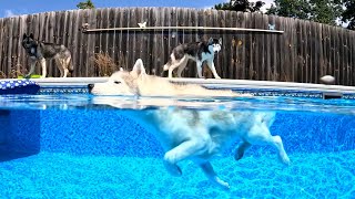The Dogs Are Swimming in the Big Pool Today!