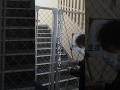 先生「バレんなよ?」 #shors