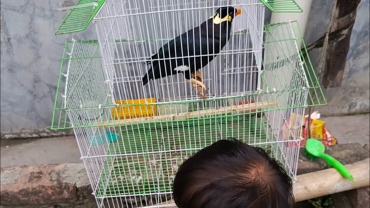 ময়না আর বিড়ালদের সাথে তার সময় যেভাবে কেটে যাচ্ছে। Nowshas growing with themes.