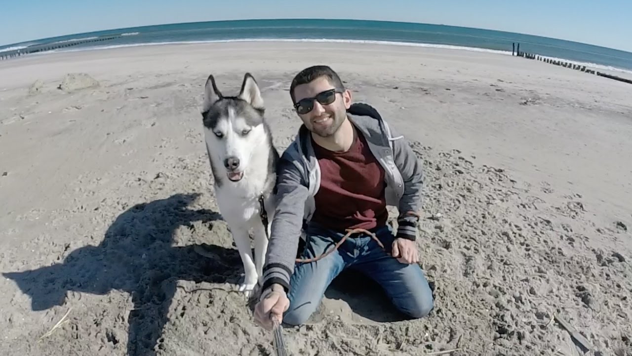 Siberian Husky - Trip to the Beach
