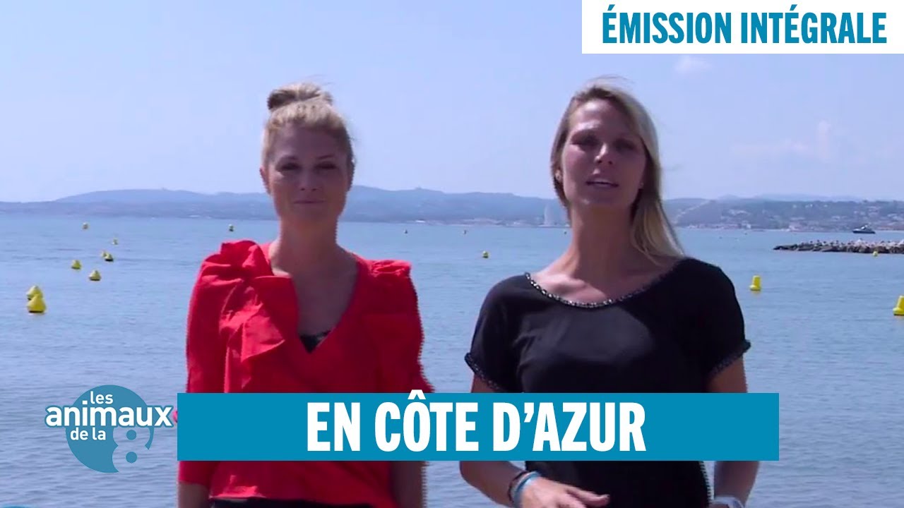 Maillot De Bain Les Animaux De La 8 Elodie Ageron