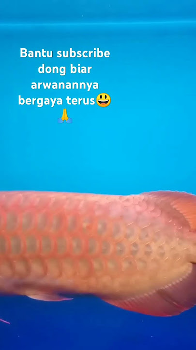 arwana red hot gaya baru#storywa #fish #automobile