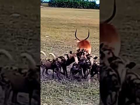 Đàn chó hoang châu Phi tấn công con linh dương. #dongvathoangda