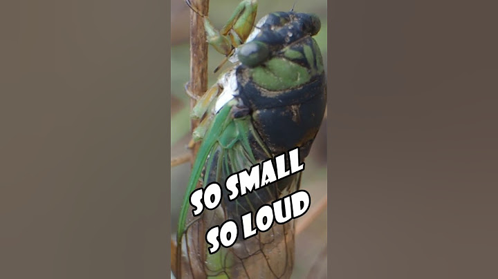 Summer Party Insect- Cicada Up Close #shortsfunny 🎉😃