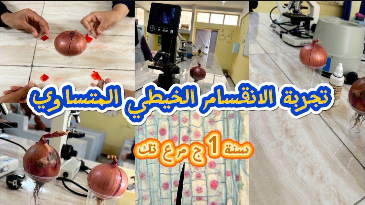 اولى ثانوي تجربة الانقسام الخيطي المتساوي مع تلاميذ قسمي