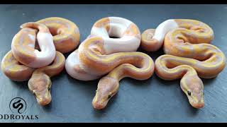 DD Royals - Keeping and breeding high quality royal pythons in the UK