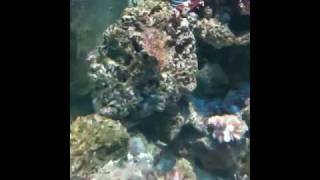 My 60 hex reef vid 2.