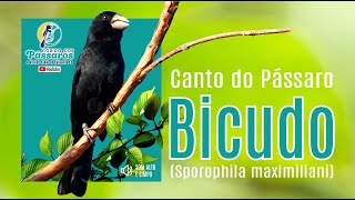 O Melhor Canto De Bicudo - Goiano Clássico