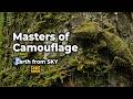Masters of Camouflage (4K UHD) Special Nature Documentary Music Video