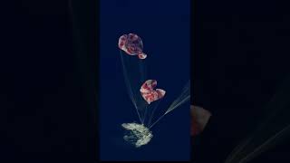 splash down confirm #stardust #artimis #lifeisbutadream #nasa #planet #moon #duet #china
