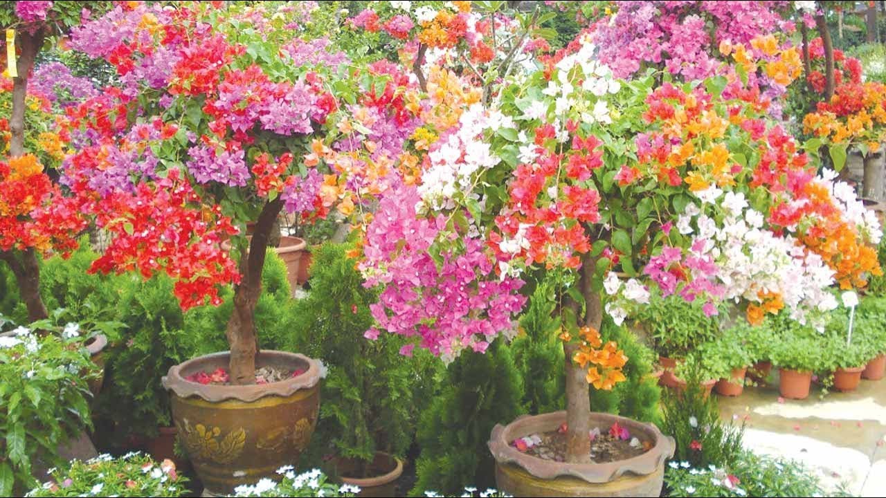 ENXERTANDO BOUGAINVILLEA - COMO DEIXAR A PRIMAVERA COLORIDA🌼🌺