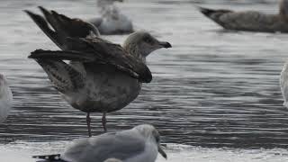 Visiting Winter Gulls–8 Feb 2024–Androscoggin County Maine