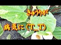 キュウリ べと病？治療  水耕栽培  #Shorts