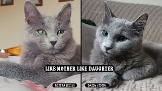 Nebelung mother and daughter play side by side