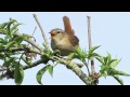 Jenny Wren singing away in the Sun.