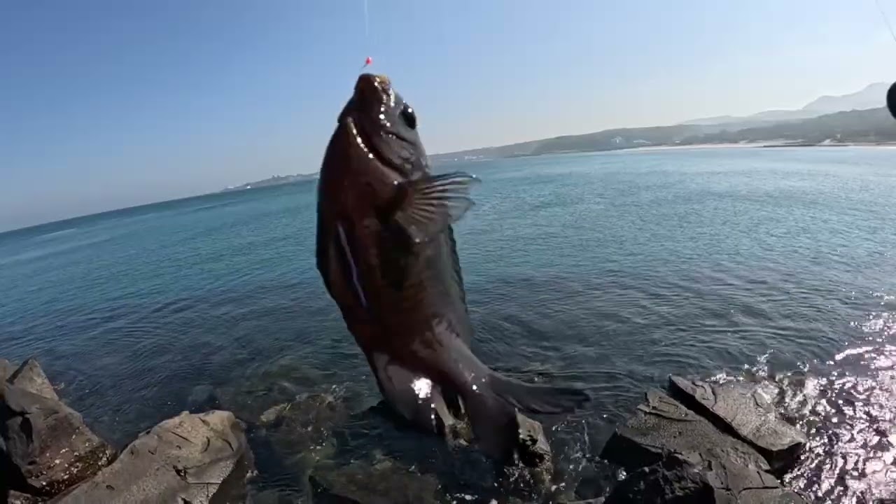 [北海岸釣點分享]   北海岸  石門 麟山鼻風碐石區 釣黑毛   釣況分享 ！！  記得 訂閱 才能收到第一手釣況資訊 謝謝！！