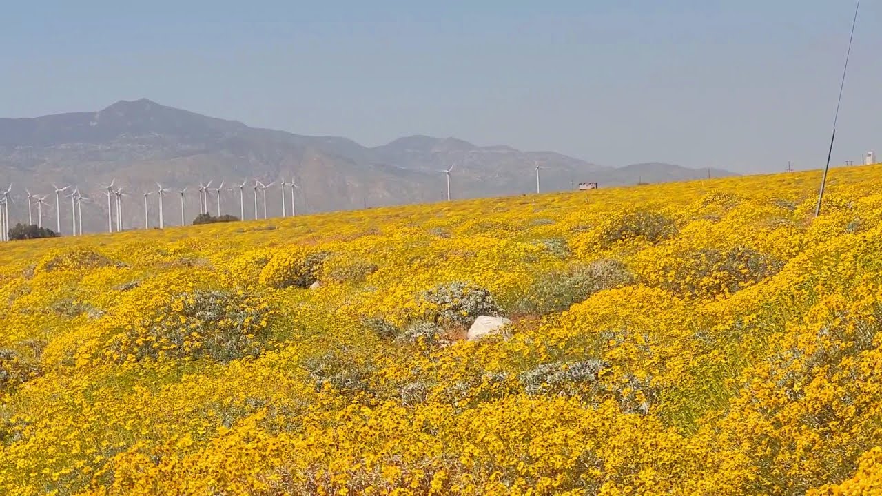 Stunning desert wildflower superbloom and snow capped San Jacinto
