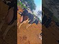#30 litre + milk #viral youtube #channel#dairy farming
