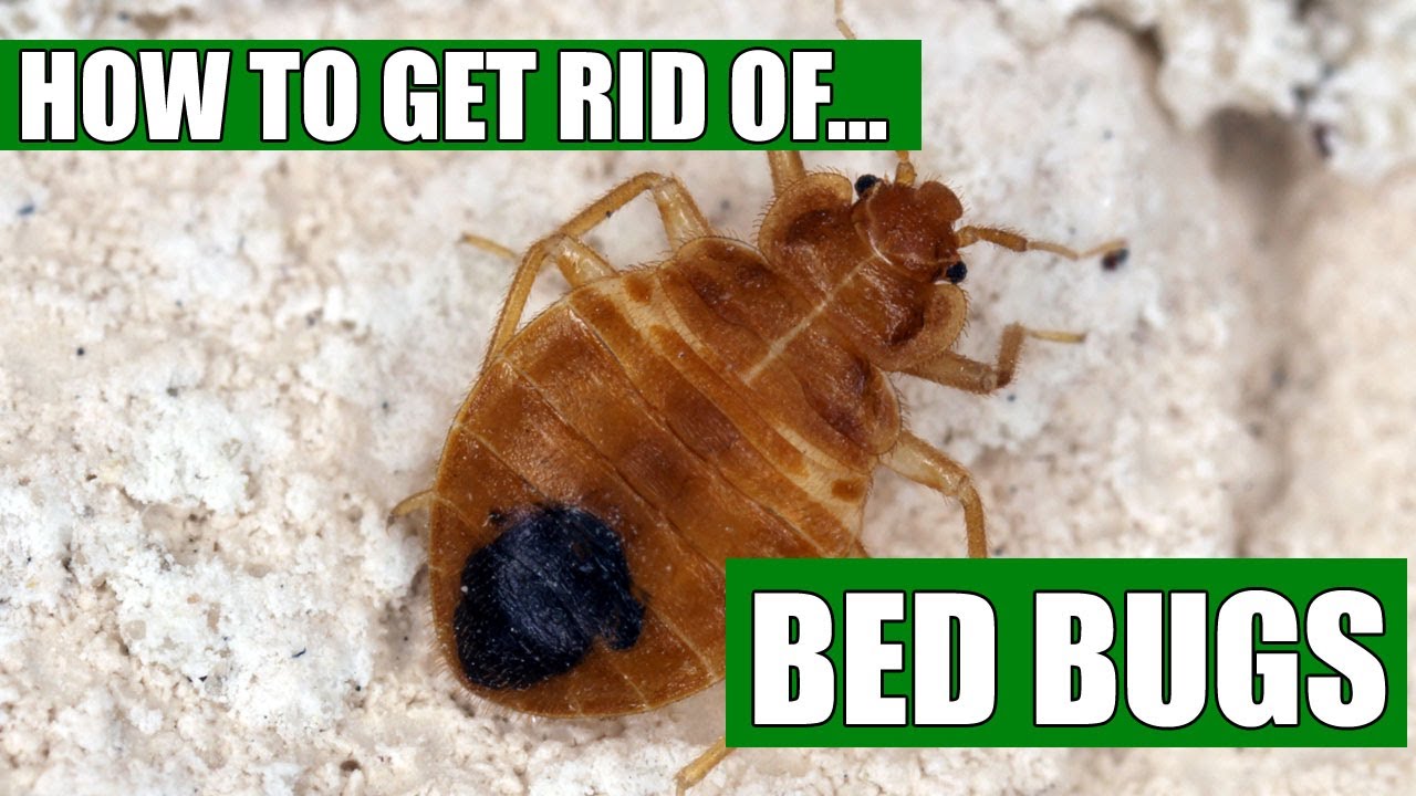 How To Get Rid Of Bed Bugs Guaranteed (4 Easy Steps) - YouTube How To Get Rid Of Bed Bugs In Rv