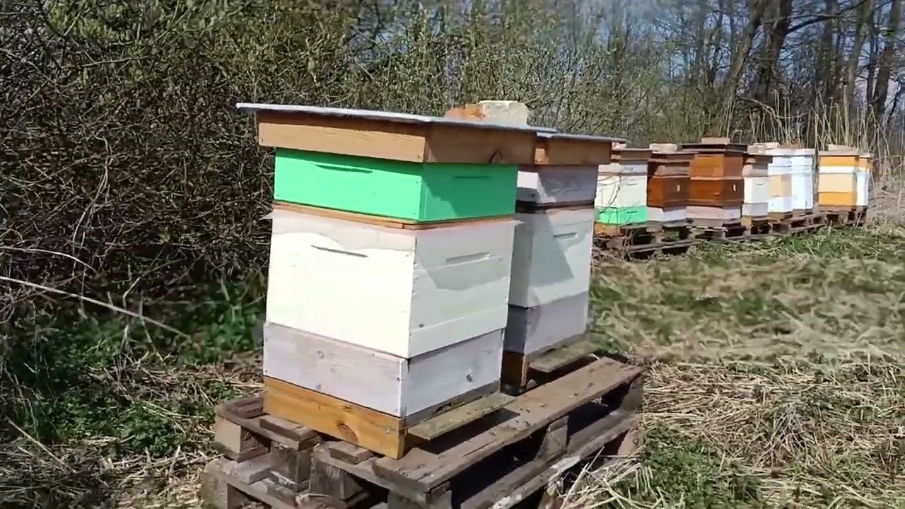 Młode rodziny na ramce wielkopolskiej na pożytku wierzbowym - poszerzanie gniazd