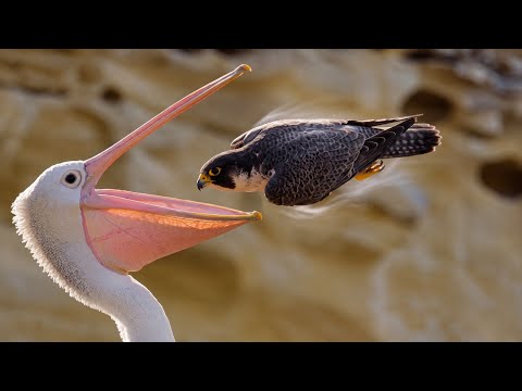 The Pelican Opened Its Mouth. She Didn't Slow Downll