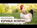 Куриные истории // Мой Загородный