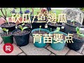 【彬彬有院】种 •1080 如何给砍瓜和鱼翅瓜育苗以及要点，如何催芽，光照不够瓜苗徒长，如何帮助小苗安全过度/一点经验，供大家参考