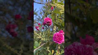#relaxing #aestheticvideo #naturevibes #nature #goodvibesalways