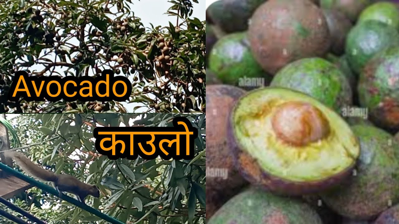 Avocado butter fruits/avocado health benefits in nepali language/🥑🥑🥑 @Rewati'sgarden